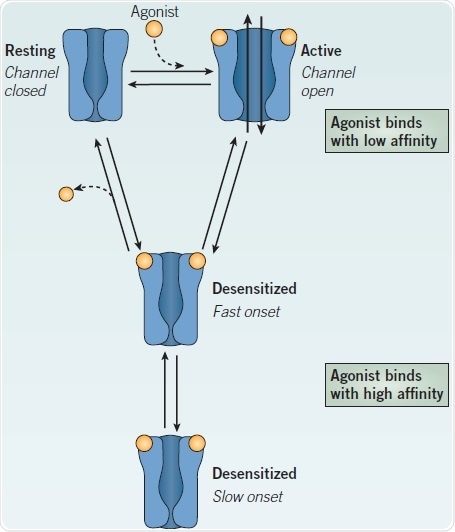 Relationship between the major conformational states of a nAChR.
