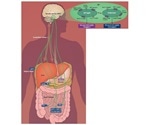 Metabolism and Gut Hormones