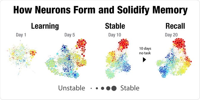 Diagrams of neural activity in the hippocampus, recorded from a mouse as it learned about new surroundings. Colors correspond to unique locations within the new place. Over time and continued exposure to the arena, the mouse forms stable memories by recruiting teams of neurons to encode for the location. Credit: Caltech