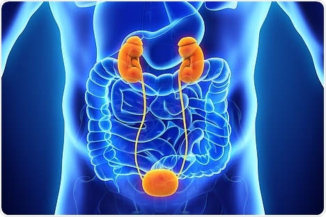 Researchers describe histological features of urinary obstruction in humans for the first time Researchers describe histological features of urinary obstruction in humans for the first time