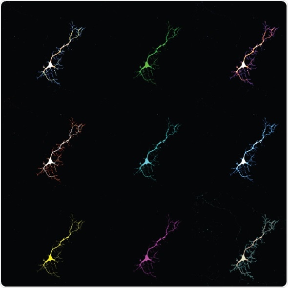 Bile pigment may play an unexpected role in protecting the brain