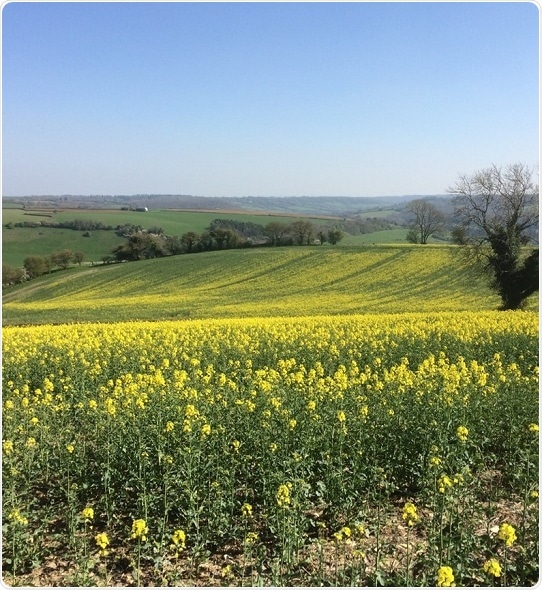 Biological clocks in plants regulate the effectiveness of widely-used herbicide