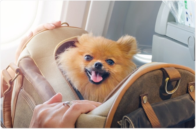 Image Credit: Nadisja / Shutterstock