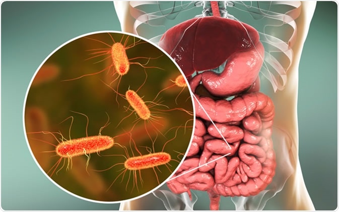 Intestinal microbiome, 3D illustration showing anatomy of human digestive system and enteric bacteria Escherichia coli, E. coli, colonizing jejunum, ileum, other parts of intestine. Gut normal flora - Illustration Credit: Kateryna Kon / Shutterstock