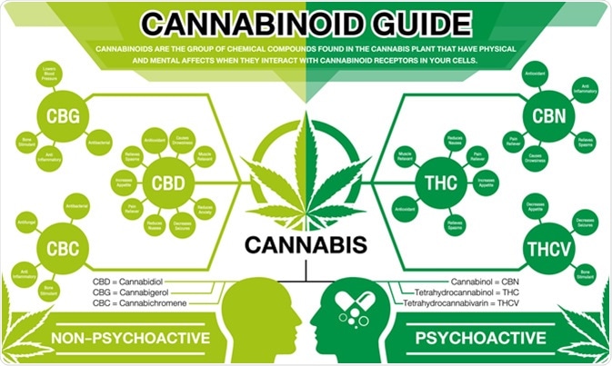 Cannabinoid Guide. Credit: ThanasStudio / Shutterstock