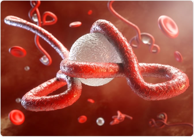 Ebola Virus Ebola virus attacks the immune system - Illustration Credit: Crevis / Shutterstock