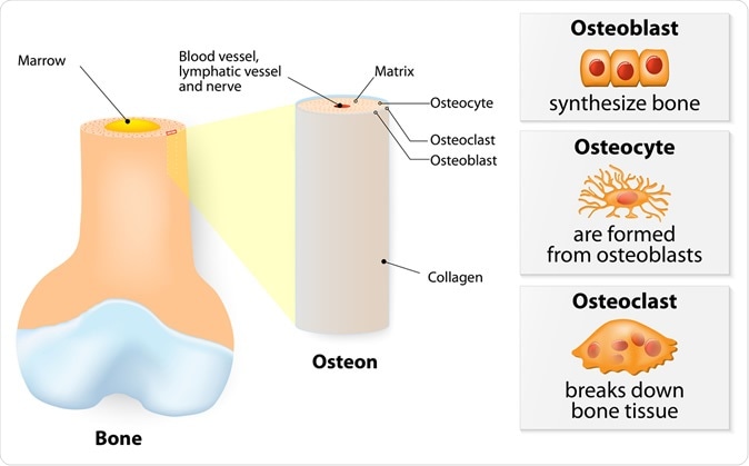 Internal structure of a bone. 3 types of cells are found within bone tissue: Osteoblasts, Osteocytes, and Osteoclasts - Illustration Credit: Designua / Shutterstock