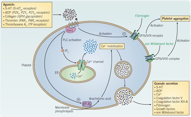 Platelet signaling and activation.
