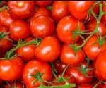 Anti-cancer effects of lycopene in tomatoes canceled out by iron-rich foods