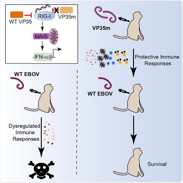 Mutant live attenuated Ebola virus elicits protective immunity in monkeys