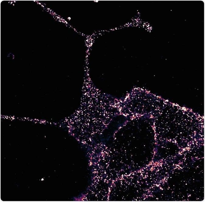 GLP1R visualized in insulin-secreting beta cells at super-resolution. Image Credit: University of Birmingham