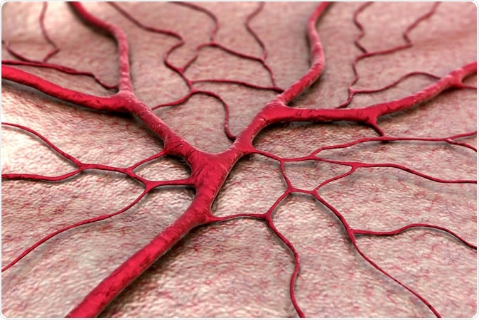 Blood vessels - illustration. Image Credit: UGREEN 3S / Shutterstock