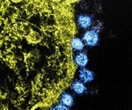 Coronavirus is getting stronger