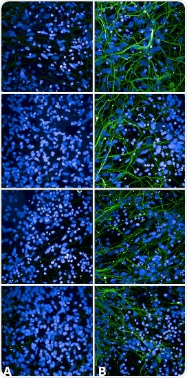 Immunocytochemistry/Immunofluorescence analysis using Rabbit Anti-Tau Monoclonal Antibody, Clone AH36 (SMC-601).