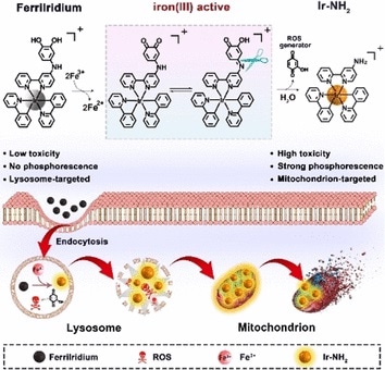 Novel drug can simultaneously help diagnose, treat gastric cancer