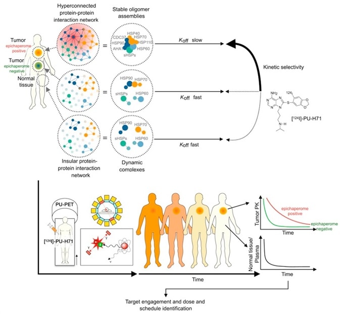 [124I]PU-H71 dissociates from epichaperomes much more slowly than it does from other HSP90 pools. This difference in the dissociation constant (koff ) provides this probe with epichaperome selectivity. The PU-PET assay is used to measure and visualize the epichaperome, its inhibitor engagement and collect pharmacometric data that can be used to optimize the dose and schedule selection.