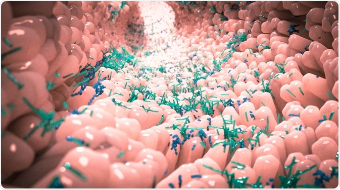 Microbiome in the Gut