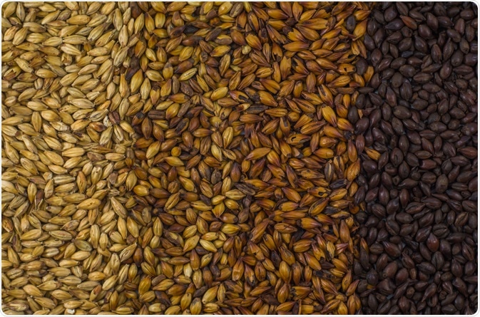 Four different types of barley malt. (Image Credit: ThiagoSantos / Shutterstock.com)