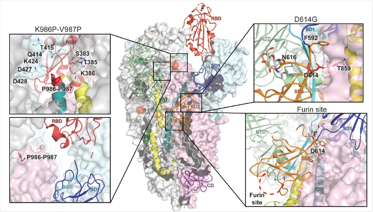 Representation of the trimeric SARS-CoV-2 spike ectodomain with one RBD-up in a prefusion conformation (PDB ID 6VSB). The S1 domain on an RBD-down protomer is shown as pale green molecular surface while the S2 domain is shown in pale red. The subdomains on an RBD-up protomer are colored according to panel A on a ribbon diagram. Each inset correspond to the spike regions understudy and are highlighted in red on the trimeric structure (K986P-V987P, D614G and the furin protease cleavage site).
