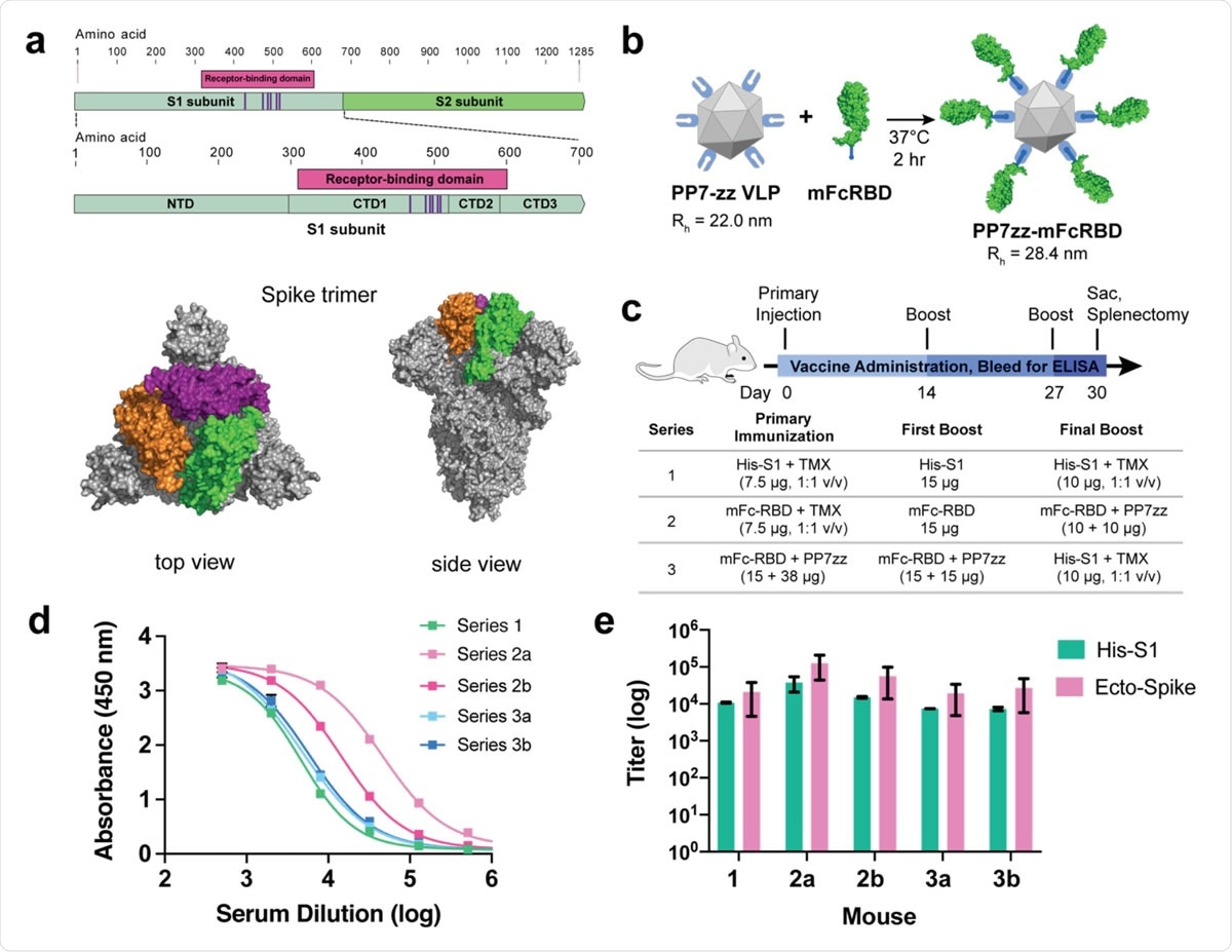 SARS-CoV-2 Spike protein subunit vaccine strategy and humoral immune response in mice. a, Recombinant spike subunit 1 protein (His-S1, residues 1-681) or S1 Receptor Binding Domain (mouse Fc-RBD, residues 319-541, ACE2 contact residues in purple; PDBID: 6vxx) antigens. b, VLP display of Fc-tagged antigens using the PP7 particle bearing 120 ZZ-domains; a 1:1 mass ratio of mFc-RBD and VLP provides a Fc:ZZ molar ratio of approximately 0.8. Rh = hydrodynamic radius measured by dynamic light scattering in phosphate buffer. c, Vaccine schedule and strategy. Six-week old female BALB/c mice (n = 3 per group) were immunized with primary antigen and adjuvant on day 0 followed by boosts on days 14 and 27. Blood was collected for ELISA on days 0, 14, 21 and 30. d, ELISA responses for serum dilutions against plated His-S1 protein from the sacrificed mice at day 30. e, Titer values from ELISA analysis as in panel d, against plated His-S1 or spike ectodomain protein. Immunization series defined in panel c; a and b designate different mice within that series. Experimental error represents standard deviation.