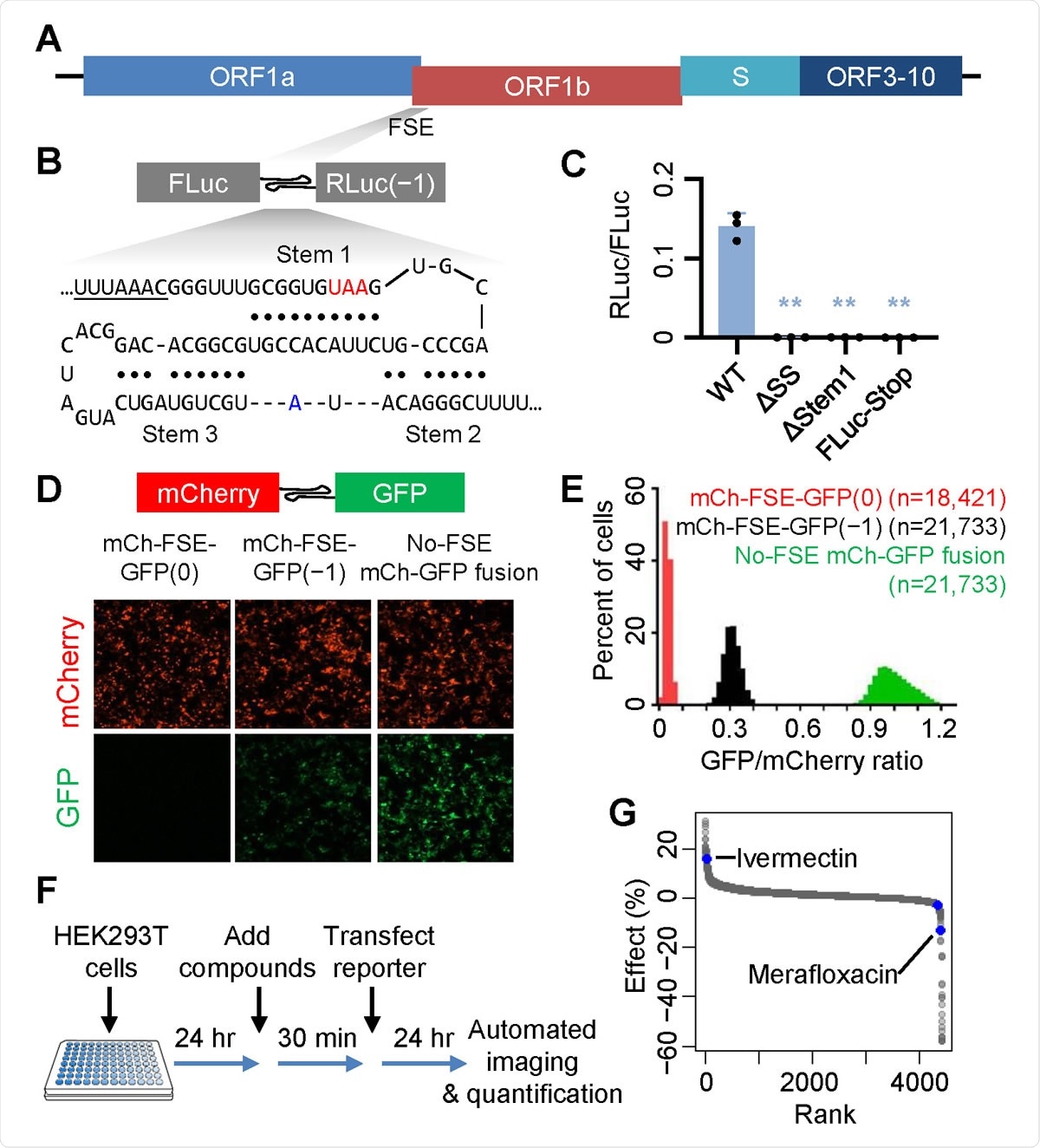 A high-throughput screen identifies SARS-CoV-2 −1 PRF modulators.