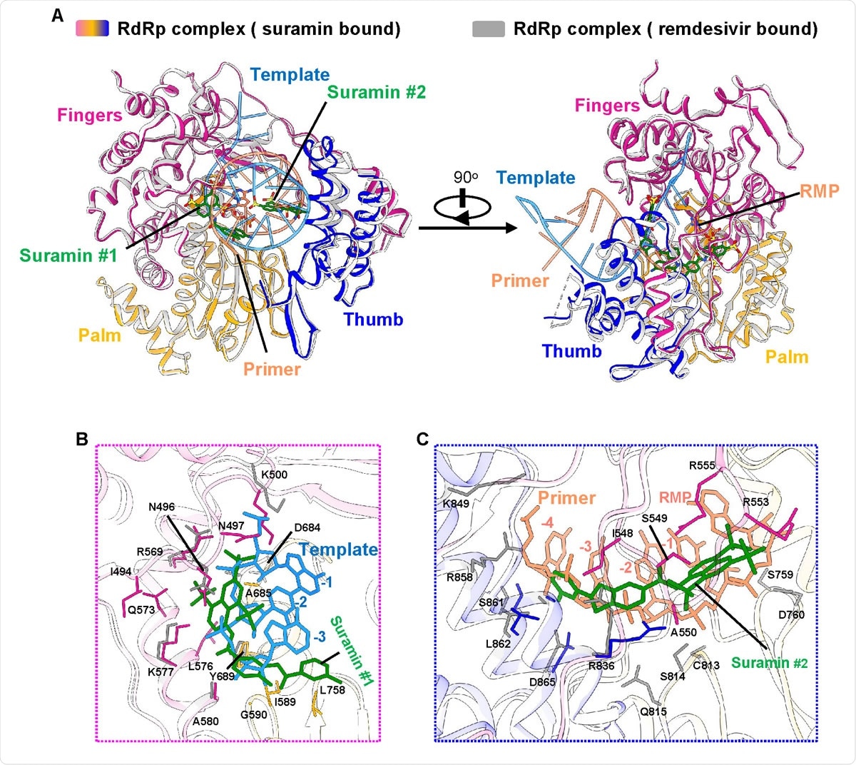 Inhibition mechanism from comparison with the remdesivir-bound RdRp structure A. The two overall views of the RdRp-suramin complex overlapped with the remdesivir-bound RdRp structure (PDB ID: 7BV2). For clarity, only the polymerase domains are presented. The remdesivir bound RdRp structure is set as light gray, the template RNA is set as cyan, and the primer RNA is set as red. B. Close view of suramin #1 overlapped with RNA template strand. C. Close view of suramin #2 overlapped with RNA primer strand.