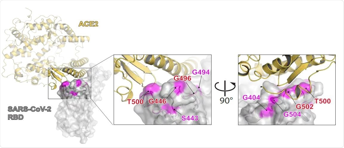 Activity of anti-SARS-CoV-2 mAbs in ELISA. CoV01 and CoV02 mAbs, respectively, binding to SARS-CoV-2 RBD (left) and Spike trimer (right). The color-code is indicated to the right of each graph.