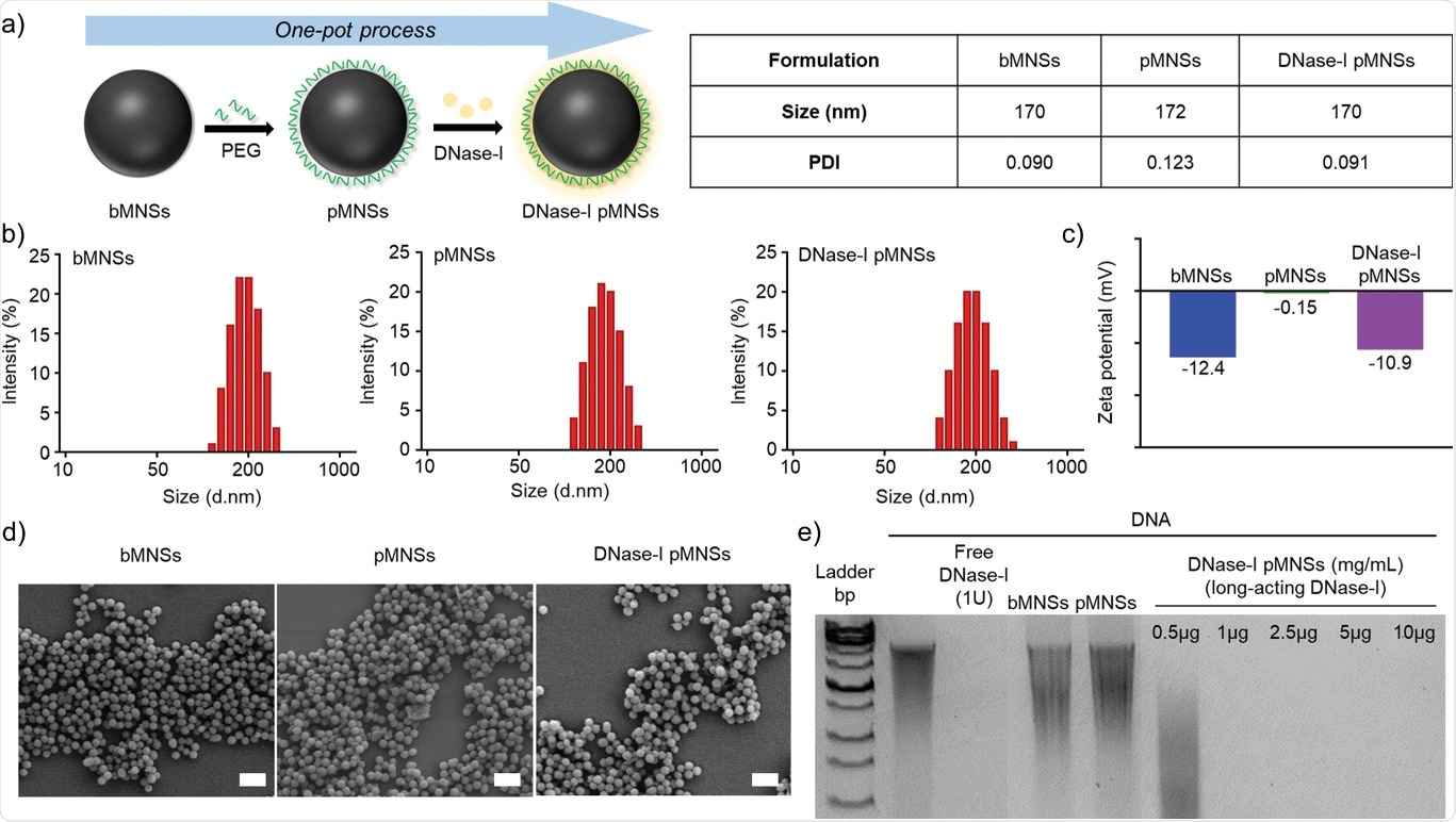 Physicochemical characterization of pMNSs. a) Preparation of DNase‐I pMNSs. b) Size distribution of bMNSs, pMNSs, and DNase‐I pMNSs. c) Zeta potentials of bMNSs, pMNSs, and DNase‐I pMNSs. d) Scanning electron microscopy (SEM) images of bMNSs, pMNSs, and DNase‐I pMNSs (scale bar: 500 nm). e) Migration profile of pure DNA after digestion with free DNase‐I, pMNSs, and bMNSs, as well as various amounts of DNase‐I pMNSs. pMNSs, PEG‐coated melanin‐like nanospheres; bMNSs, bare bioinspired melanin‐like nanospheres.
