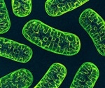 SARS-CoV-2 hijacks mitochondria