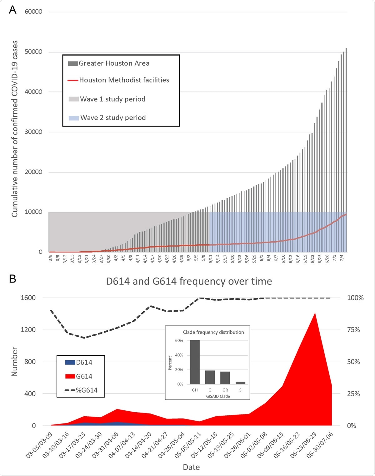 (A) Confirmed COVID-19 cases in the Greater Houston Metropolitan region. Data represent cumulative number of COVID-19 patients over time through 7 July 2020. Counties include Austin, Brazoria, Chambers, Fort Bend, Galveston, Harris, Liberty, Montgomery, and Waller. The shaded area represents the time period (indicated as month/day along the x axis) during which virus genomes characterized in this study were recovered from COVID-19 patients. The red line represents the number of COVID-19 patients diagnosed in the Houston Methodist Hospital Molecular Diagnostic Laboratory. (B) Distribution of strains with either the Asp614 or Gly614 amino acid variant in spike protein among the two waves of COVID-19 patients diagnosed in the Houston Methodist Hospital Molecular Diagnostic Laboratory. The large inset shows major clade frequency for the time frame studied (indicated as month-day to month-day along the x axis).