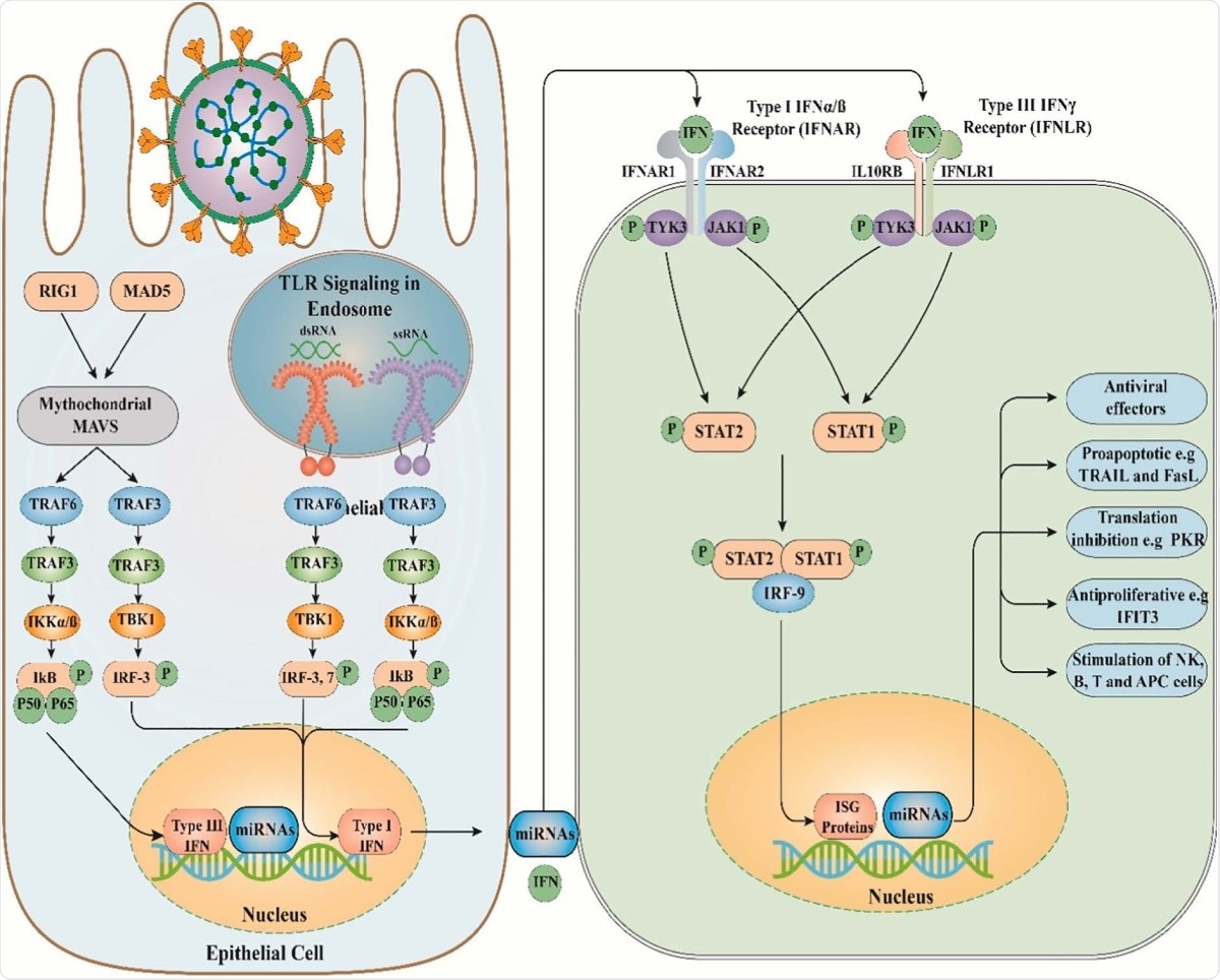 The antiviral immune response and role of miRNAs. TLR, Toll-like receptor; RIG1, Retinoic acid-inducible gene I; MAD5, melanoma differentiation-associated protein 5; Mitochondrial antiviral-signaling protein; TRAF3, TNF receptor-associated factor3; TRAF6, TNF receptor-associated factor6; IKK, I?B kinase; TANKbinding kinase 1; IRF3, Interferon regulatory factor 3; IFN, Interferon; IFNAR1, interferon-a/ß receptor 1; STAT1, Signal transducer and activator of transcription 1; STAT2, Signal transducer and activator of transcription 2; IRF9, Interferon regulatory factor 9; ISG, interferon-stimulated gene; miRNAs, microRNAs.