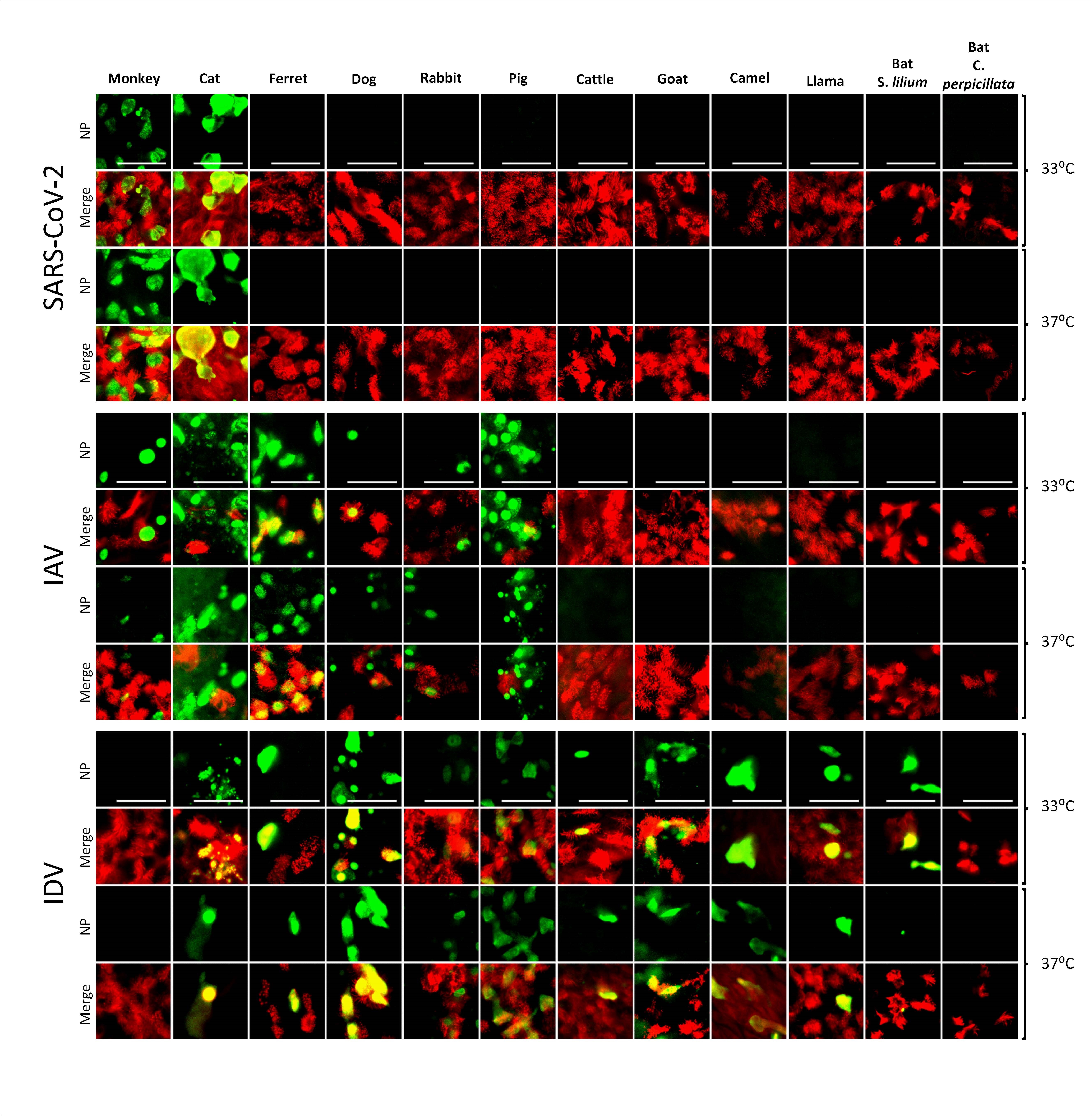Tropisms of SARS-CoV-2, IAV, and IDV in infected AEC cultures from diverse mammalian species. Well-differentiated animal AEC cultures were inoculated with either 30.000 pfu of SARS-CoV- 2 (SARS-CoV-2/München-1.1/2020/929), 10.000 TCID50 of IAV/Hamburg/4/2009 (H1N1pdm09) or IDV (D/bovine/Oklahoma/660/2013). Virus-infected AEC cultures were incubated at respectively 33°C or 37°C and fixed 96 hpi (for SARS-CoV-2) or 48 hpi (for IAV and IDV). Following fixation, virus-infected cultures were stained using antibodies against either SARS-CoV-2, IAV, or IDV Nucleocapsid protein (green), and ß-tubulin (cilia, red). Images were acquired using an EVOS FL Auto 2 Imaging System equipped with a 40x air objective. Scale bar = 50 µm.