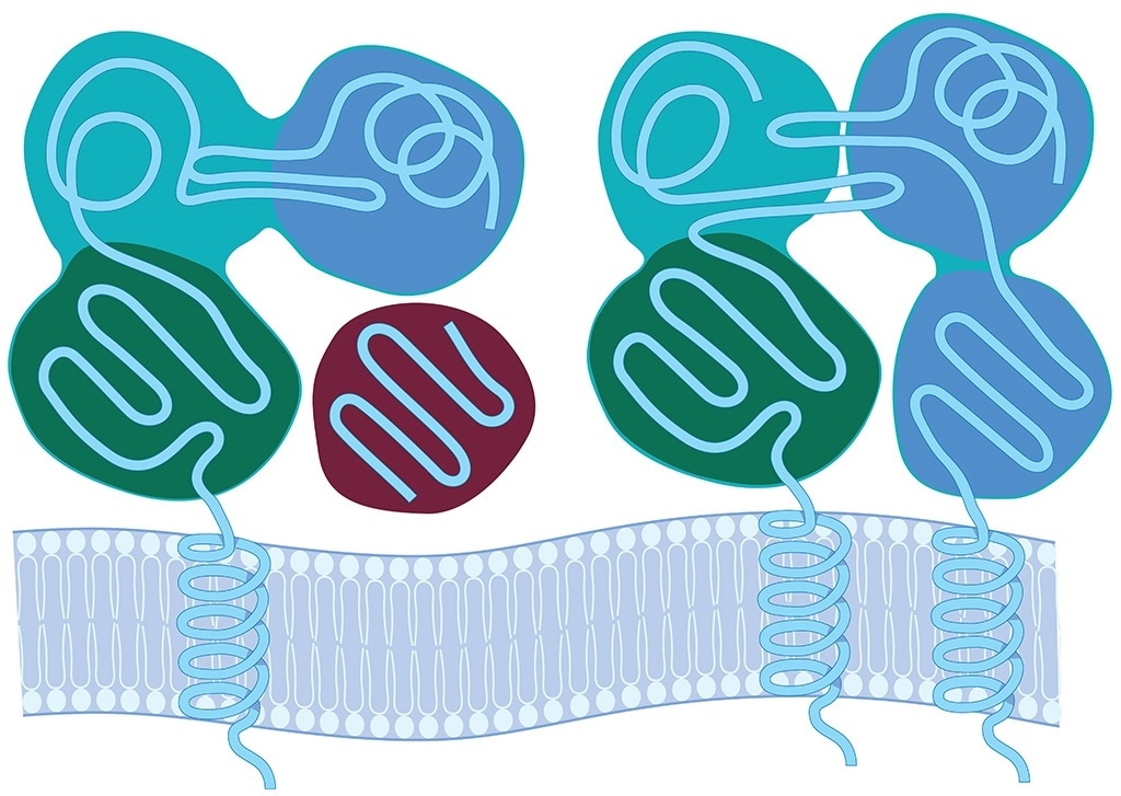 Lonza provides expansive selection of high-resolution HLA-typed primary cells to boost drug development