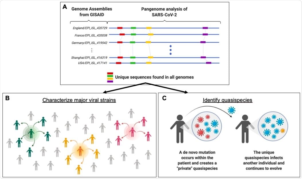 Framework for identifying population-level SARS-CoV-2 strains and lower frequency quasispecies through pangenome analysis. (A) GISAID currently has thousands of SARS-CoV-2 genomic sequences banked. By analyzing large numbers of viral genomes together (blue lines), one can pinpoint sequences that are present only once in a given genome but also occur consistently across all genomes (red, green, yellow and purple bars). These unique and conserved sequences can be used for a number of research and clinical sequencing applications. (B) This knowledge can fuel epidemiological studies and allow scientists to characterize major SARS-CoV-2 strains. The green, orange, and pink icons represent contagious individuals who contribute to the transmission of a virus within a population. (C) The targeted sequencing enables the detection of low frequency quasispecies that are created through de novo mutations within an individual. The mutation profile from pangenome analysis allow us to examine whether these mutations create a unique genetic profile that can be traced to and across individuals