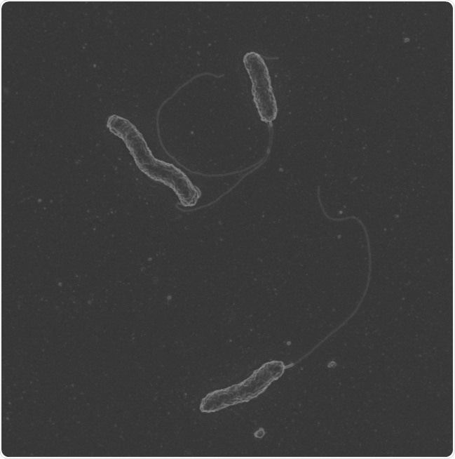 Severe ulcerative colitis linked to a newly-discovered strain of oral bacteria