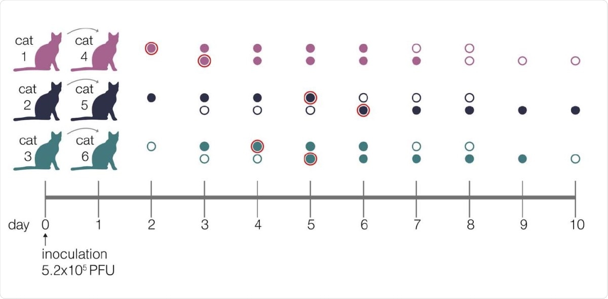 Experimental timeline. Schematic representing the sampling timeline for the three transmission pairs. Index cats were inoculated on day 0 with 5.2e5 PFU of a human isolate (hCoV-19/Japan/UT-NCGM02/2020) and were co-housed with a naive cat starting on day 1. Within each transmission pair, the top row of circles represent the index cat and the bottom row represents the contact cat. Open circles represent days on which there was no detectable infectious virus as indicated by plaque assay, and closed circles highlight days when live virus was recovered. Circles with a red outline indicate timepoints which were used in the betabinomal estimate to calculate transmission bottleneck sizes.