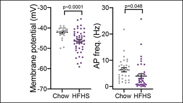 Innate, diet-induced changes to the brain