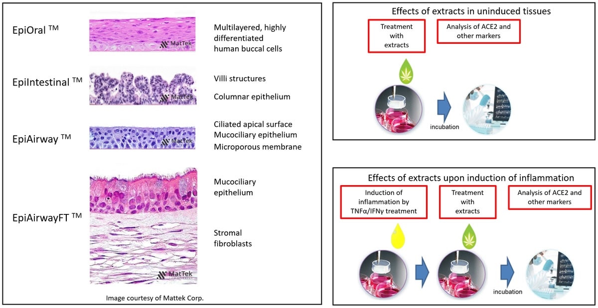 Overview of the experimental models and setups. H&E-stained cross sections are a courtesy of MatTek Life Sciences.