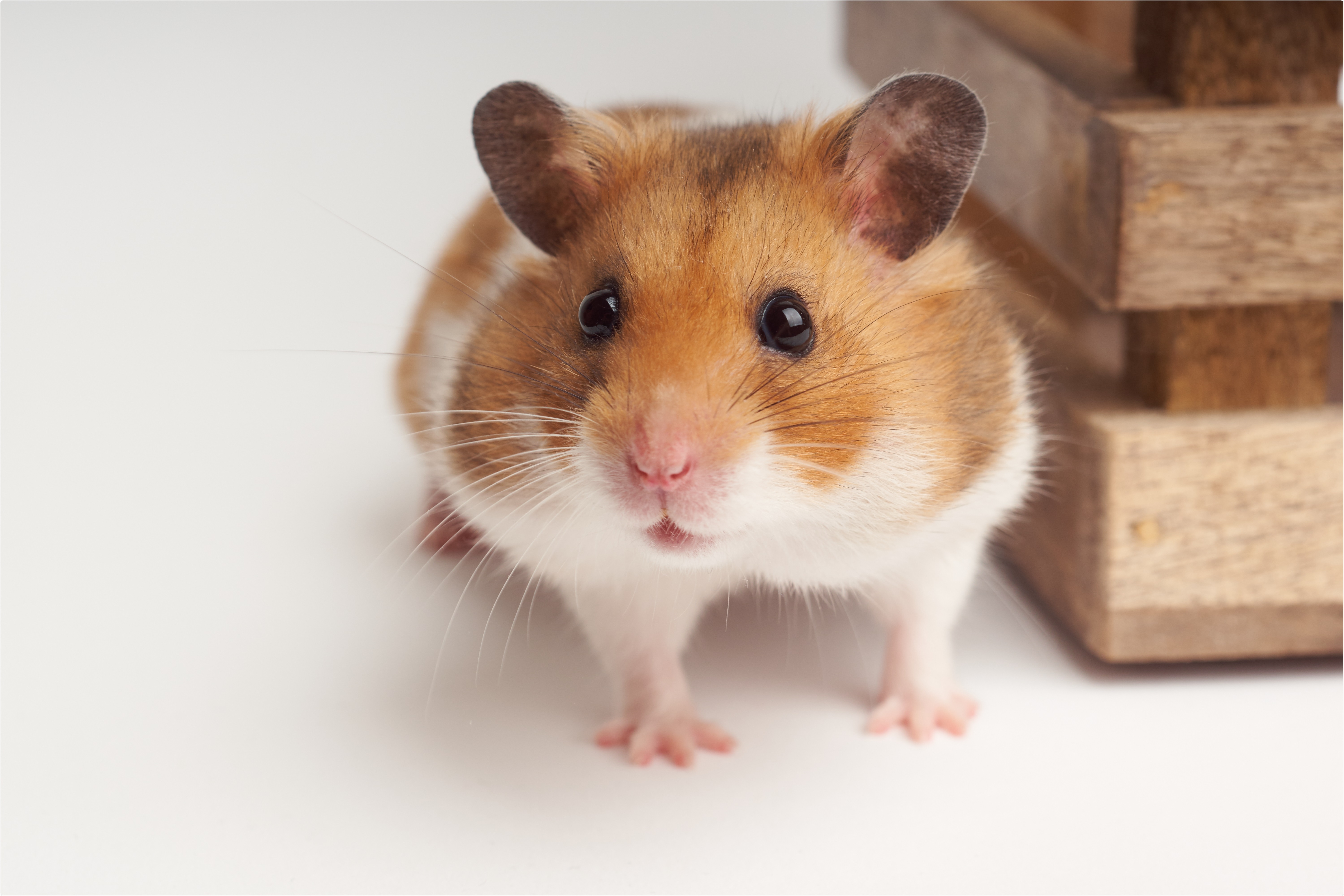 Study: Nafamostat Mesylate in lipid carrier for nasal SARS-CoV2 titer reduction in a hamster model. Image Credit: Johannes Menge / Shutterstock