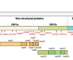 South Korean city shows SARS-CoV-2 clade shift from V to GH over time