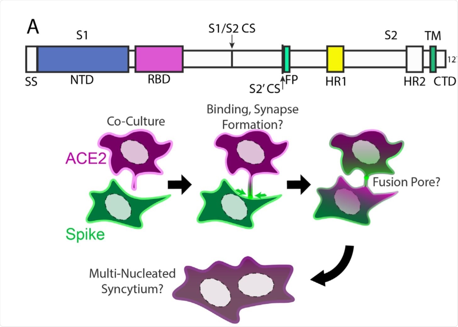 Syncytia derive from fusion events at synapse-like, spike-ACE2 protein clusters Syncytia derive from fusion events at synapse-like, spike-ACE2 protein clusters