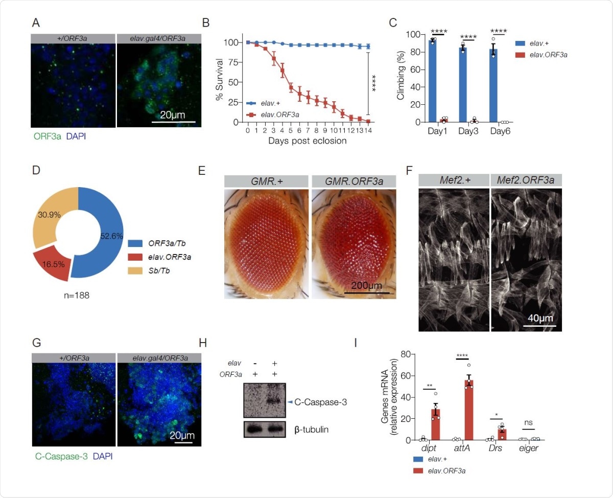 ORF3a is pathogenic in the nervous system A. ORF3a localization. elav.Gal4 and elav>ORF3a adult brains labeled for ORF3a (green) and DAPI (blue). ORF3a localized to cytoplasmic foci. B. Survival curves of elav.Gal4 (control) and elav>ORF3a adult flies. elav>ORF3a median lifespan was significantly less than controls. n>60 flies per genotype. C. Longitudinal study of climbing ability. Locomotor activity was reduced in elav>ORF3a flies. Each data point represents percent of flies that climbed above 5 cm, averaged for 3 independent trials. D. F1 adult progeny from elav.gal4,Sb/Tb X UAS-ORF3a/Sb F0 parents. 3 phenotypic classes with an equivalent number of progeny (33.3%) were expected. elav>ORF3a flies were underrepresented. E. Micrographs of 3d adult eyes. GMR>ORF3a eyes were rough and disorganized. F. Stage 16 embryonic body wall muscles labeled with Tropomyosin. Mef2>ORF3a embryos showed largely normal body wall musculature. G. Apoptosis assay. elav.Gal4 and elav>ORF3a adult brains labeled for cleaved Caspase-3 (green) and DAPI (blue). ORF3a induced Caspase-3 cleavage. H. Immunoblot of whole brain lysates from 3d elav.Gal4 and elav>ORF3a adults validated results shown in (G). I. qRT-PCR of RNA from 3d old adult heads. Transcripts encoding IMD pathway reporters (dipt and attA) and a Toll pathway reporter (Drs) were enriched in elav>ORF3a flies. n>20 unless otherwise noted. Error bars represent standard error of the mean (SEM) from at least three independent replicates. Significance was determined by log-rank test (B), two-way ANOVA (C), and student’s t-test (I). *p < 0.05, **p < 0.01, ****p < 0.0001, (ns) non-significant.