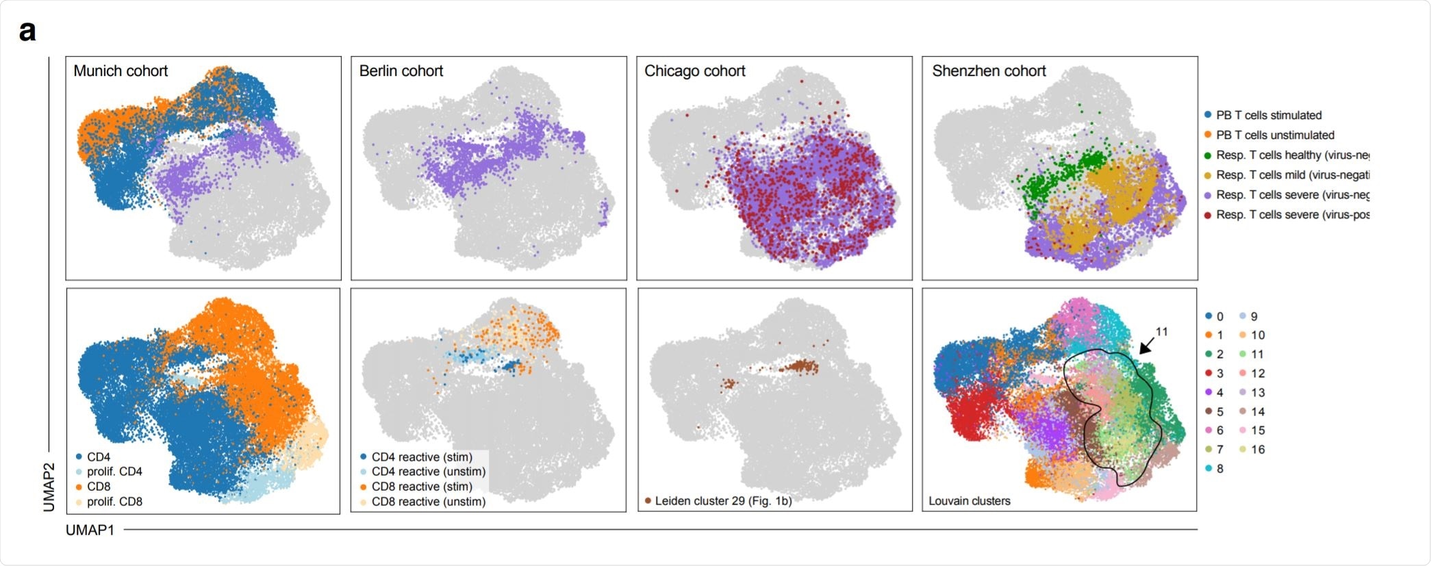 Phenotypic convergence of in vitro stimulated reactive T cells from peripheral blood and in vivo T cells from the respiratory tract of severely diseased patients Phenotypic convergence of in vitro stimulated reactive T cells from peripheral blood and in vivo T cells from the respiratory tract of severely diseased patients