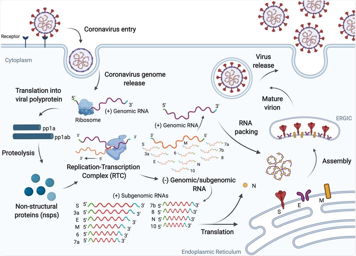 SARS-CoV-2 replication cycle. The virus enters human cells via endocytosis by binding the ACE2 receptor and releasing its positive-sense RNA genome. The virus exploits the host machinery to facilitate efficient viral replication, which ultimately leads to progression of infection.