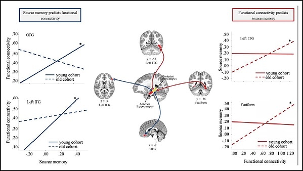 Study shows how brain function and memory abilities shape each other in children