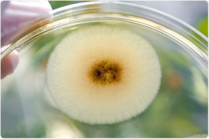 aspergillus
