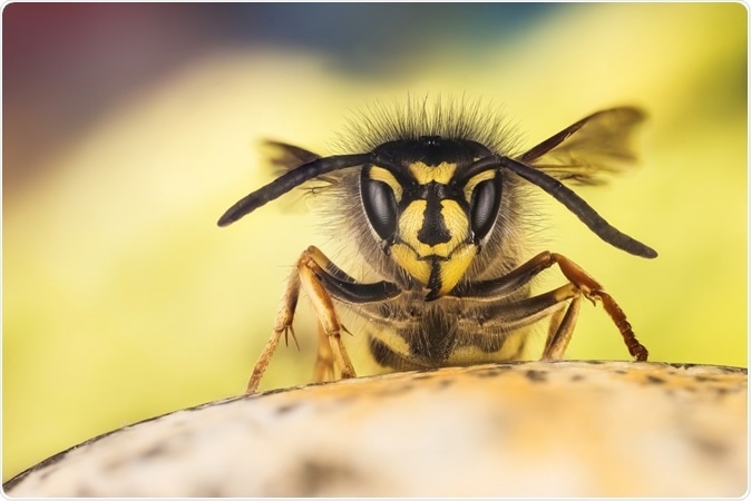 Common Wasp, Vespula vulgaris. Image Credit: Maciej Olszewski