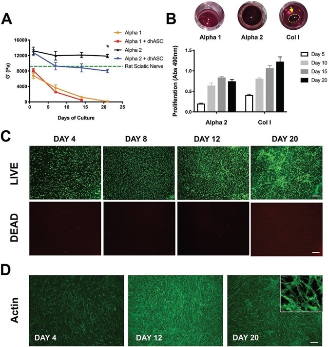 Alpha 2 hydrogels support long-term cultures of hdASCs. A) Rheological studies showed that stiffness of Alpha 1 hydrogels, as measured by storage modulus (G′) rapidly decreases in tissue culture conditions, and when loaded with hdASC the hydrogels are entirely degraded following 2 weeks of culture. The G′ of Alpha 2 was higher and remained stable over a 21 d period (G′ = 11846 ± 433.8 Pa), and was significantly reduced when the gels were loaded with hdASCs (G′ at day 13 = 7988 ± 457.0 Pa, *P < 0.05, n = 3), but remained to stiffness levels similar to those of a rat sciatic nerve (green dotted line). B) Alpha 2 was the only gel allowing steady proliferation of long-term hdASC cultures, whereas Alpha 1 gels were completely dissolved and Col I gels degraded and significantly shrunk, allowing cell growth on the PET membrane underneath the gels and making the assessment of proliferation less reliable. C) LIVE/DEAD staining of hdASC on Alpha 2 showed substantial increase in the number of live cells (green) and negligible amount of cell death (red) over 20 d D) staining for actin filament corroborated the LIVE/DEAD findings and showed the maintenance of the spindle-shape morphology (top right insert in D) typical of differentiated cells. Scale bars 100 μm