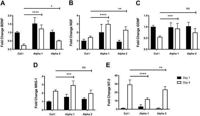 Changes in the expression levels of growth factors indicate an increase of neuroglial differentiation of hdASC on SAPs hydrogels. A) Following 4 d of cultures the expression levels of BDNF were significantly higher on both Alpha 1 (****P < 0.0001) and Alpha 2 (*P < 0.05) hydrogels compared to day 4 Col I controls. B) Similarly, NGF expression levels on Alpha 1 (****P < 0.0001) and Alpha 2 (**P < 0.01) were significantly increased compare to hdASC cultures on Col I at day 4. C) GDNF levels decrease with continued culture of hdASC on Col I gels, but not on Alpha 1 where levels keep significantly higher (***P < 0.001) compared to Col I controls at day 4. The decrease in GDNF expression levels was less striking on Alpha 2, however expression levels at day 4 were not significantly higher than Col I controls (ns). D) Culture of hdASC for 4 d on all substrates caused increase of NRG-1 expression levels; this increase was more noticeable on Alpha 1 hydrogels, which showed significantly higher levels compared to Col I control gels (***P < 0.001). Expression levels of NRG-1 on Alpha 2 after 4 d was comparable to Col I gels. E) NT-3 expression levels were significantly increased after 4 d of cultures on all substrates. The fold increase was significantly lower on Alpha 1 (****P < 0.0001) and Alpha 2 (**P < 0.01) hydrogels compared to Control Col I gels.
