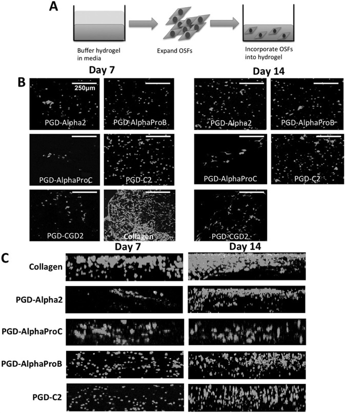 The behavior of rOSFs embedded within a panel of peptide hydrogels for 3D culture up to day 14. A) Schematic of experimental set-up. B) Assessment of rOSF viability and morphology using Live/Dead assay. C) Assessment of rOSF distribution within the hydrogels using Live/Dead assay. Scale bar = 100 μm. Image Credit: Manchester BIOGEL